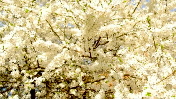 春に空を背景に木を咲かせます。選択的焦点. — ストック動画