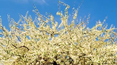 İlkbaharda gökyüzünün arka planında çiçek açan ağaçlar. Seçici odak.