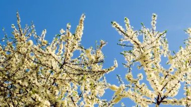 İlkbaharda gökyüzünün arka planında çiçek açan ağaçlar. Seçici odak.