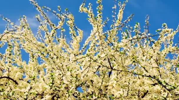 Kwitnące drzewa wiosną na tle nieba. Skupienie selektywne. — Wideo stockowe