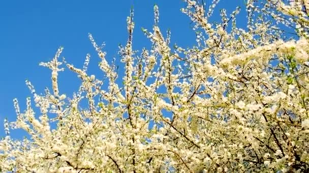 İlkbaharda gökyüzünün arka planında çiçek açan ağaçlar. Seçici odak. — Stok video