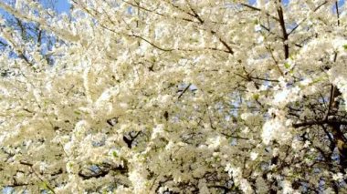 İlkbaharda gökyüzünün arka planında çiçek açan ağaçlar. Seçici odak.