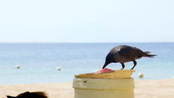 El cuervo está comiendo una sandía. Enfoque selectivo. — Vídeos de Stock
