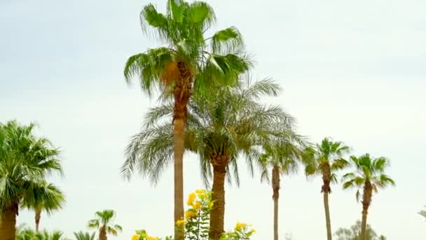 Palmbomen bladeren tegen de lucht. Selectieve focus. — Stockvideo