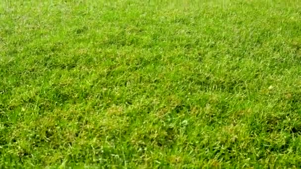 芝生の草に水をやる。選択的焦点. — ストック動画