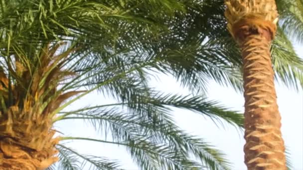 Palmiers feuilles contre le ciel. Concentration sélective. — Video