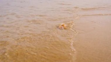 Deniz kıyısında bir deniz kabuğu. Seçici odak.