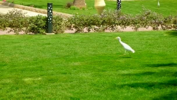Egyptské volavky chodí po trávníku. Selektivní zaměření. — Stock video