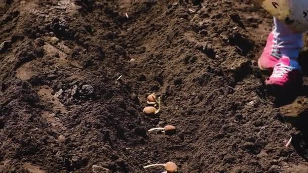 庭にジャガイモを植える。選択的焦点. — ストック動画