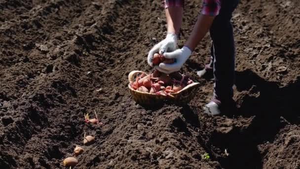 A plantar batatas no jardim. Foco seletivo. — Vídeo de Stock