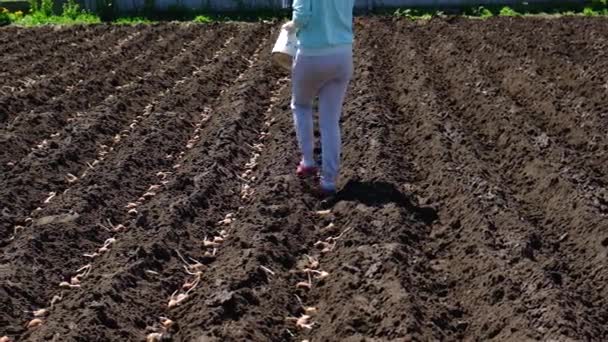 Plantera potatis i trädgården. Selektiv inriktning. — Stockvideo