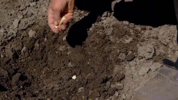 Grootmoeder zaait zaden in de tuin. Selectieve focus. — Stockvideo