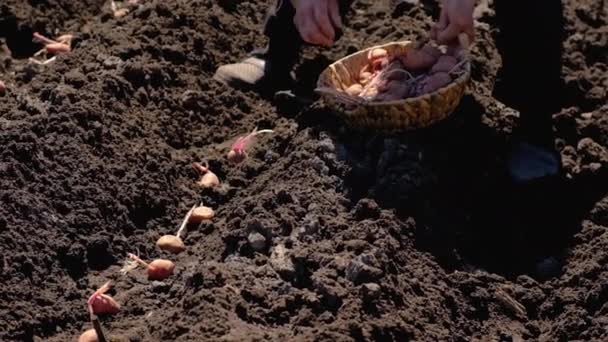 Посадка картошки в саду. Селективный фокус. — стоковое видео