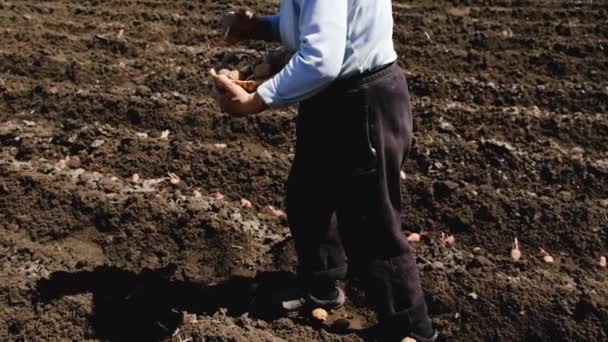 Planter des pommes de terre dans le jardin. Concentration sélective. — Video