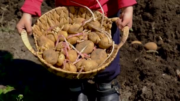 A criança está plantando batatas no jardim. Foco seletivo. — Vídeo de Stock