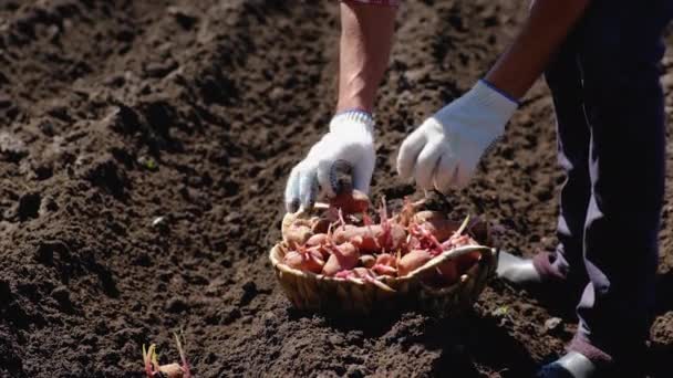 Planting potatoes in the garden. Selective focus. — Stock Video