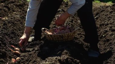 Bahçeye patates ekiyorum. Seçici odak.