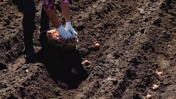 Planting potatoes in the garden. Selective focus. — Stock Video