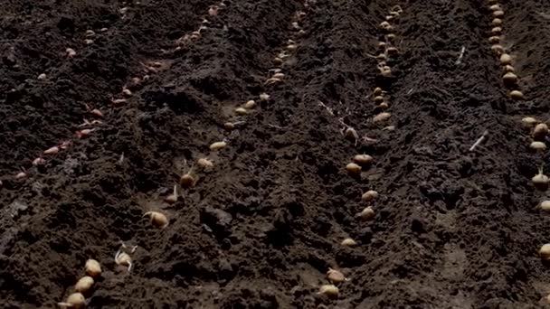 Aardappelen planten in de tuin. Selectieve focus. — Stockvideo