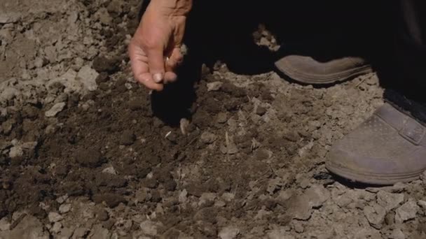 La abuela siembra semillas en el jardín. Enfoque selectivo. — Vídeo de stock