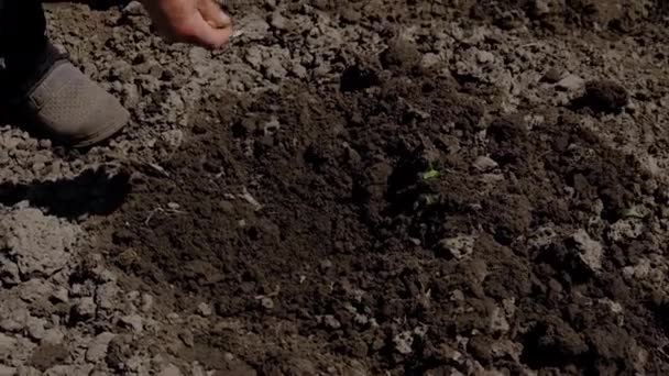 Бабушка сеет семена в саду. Селективный фокус. — стоковое видео