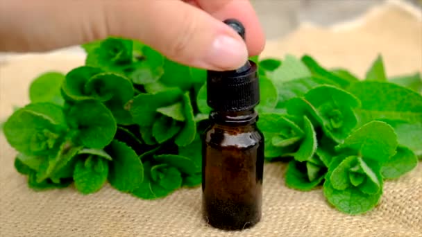 Olio essenziale ed estratto di menta in una piccola bottiglia. Focus selettivo. — Video Stock