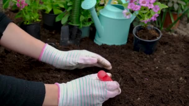 Mère et fille plantent des fleurs dans le jardin. Concentration sélective. — Video