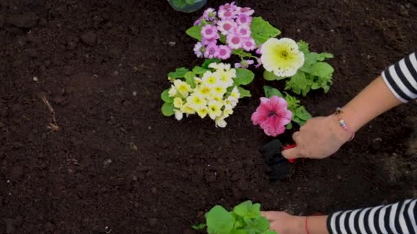 A gyerek virágot ültet a kertbe. Szelektív fókusz. — Stock videók