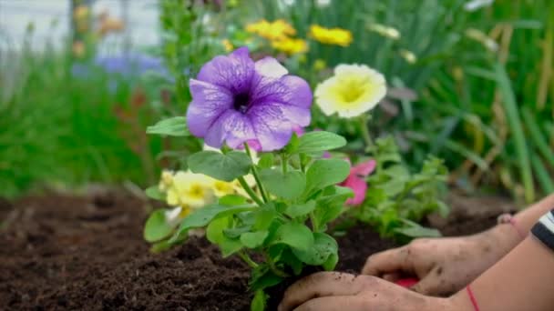 A criança está plantando flores no jardim. Foco seletivo. — Vídeo de Stock