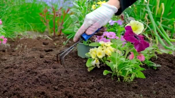 Una mujer está plantando flores en el jardín. Enfoque selectivo. — Vídeos de Stock