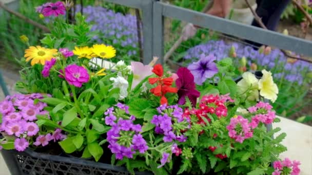 A woman is planting flowers in the garden. Selective focus. — Stock Video