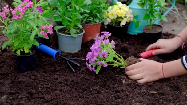Het kind plant bloemen in de tuin. Selectieve focus. — Stockvideo