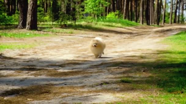 Le chien court le long de la route forestière. Concentration sélective. — Video