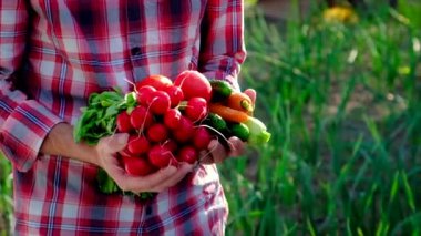 Bir erkek çiftçi elinde sebze tutuyor. Seçici odak.