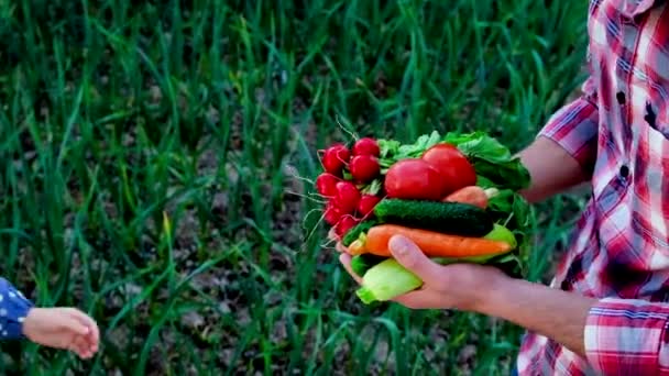 Padre e hija tienen verduras en sus manos. Enfoque selectivo. — Vídeo de stock