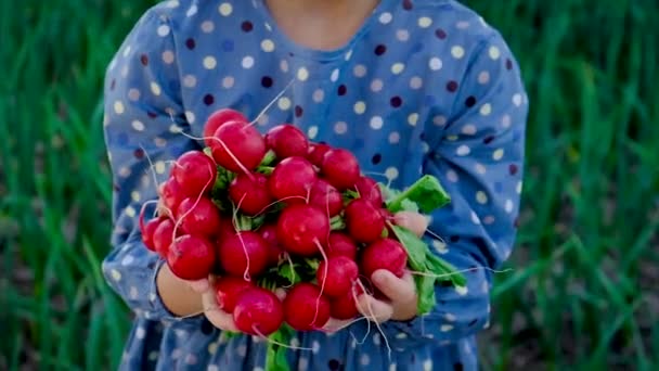 L'enfant tient des légumes radis dans ses mains. Concentration sélective. — Video