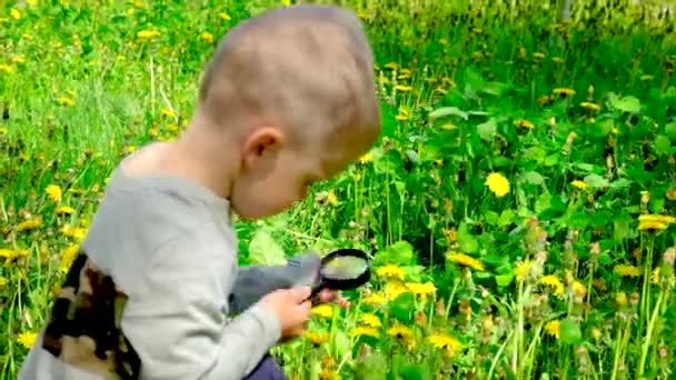 Çocuk büyüteçle çiçeklere bakıyor. Seçici odak. — Stok video