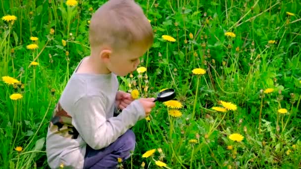 Barnet tittar på blommorna genom ett förstoringsglas. Selektiv inriktning. — Stockvideo