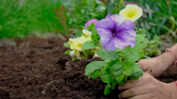 Das Kind pflanzt Blumen im Garten. Selektiver Fokus. — Stockvideo