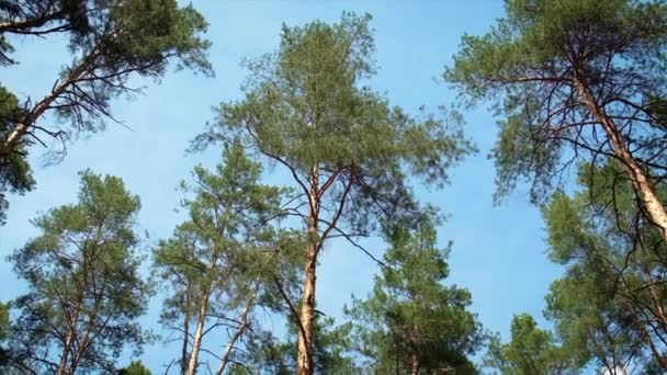 Nyári erdő fenyőfák természet. Szelektív fókusz. — Stock videók