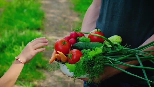 Padre e hija tienen verduras en sus manos. Enfoque selectivo. — Vídeo de stock