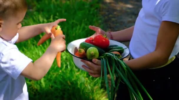 Les enfants tiennent des légumes dans leurs mains. Concentration sélective. — Video