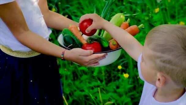 Los niños tienen verduras en sus manos. Enfoque selectivo. — Vídeo de stock