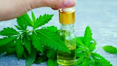 Kenevir küçük bir şişede özütülür. Seçici odak.