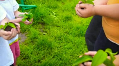Çocuklar bitkileri ellerinde tutarlar. Seçici odak.