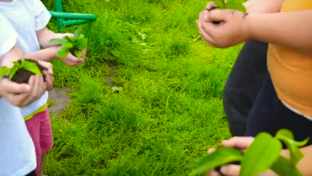 Los niños tienen plantas en sus manos. Enfoque selectivo. — Vídeos de Stock