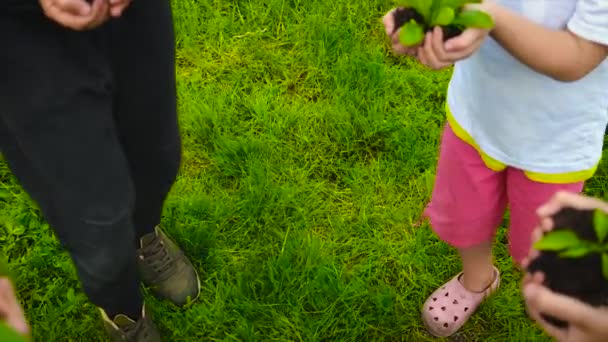 A gyerekek növényeket tartanak a kezükben. Szelektív fókusz. — Stock videók