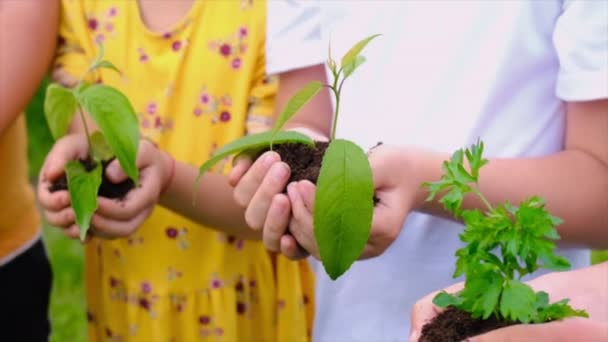 Kinderen houden planten in hun handen. Selectieve focus. — Stockvideo