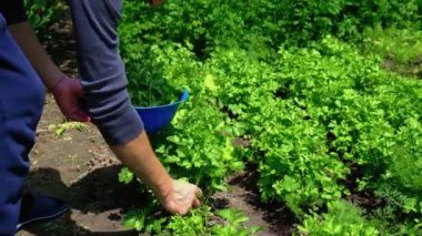Bir adam bahçede kişniş hasat ediyor. Seçici odak.