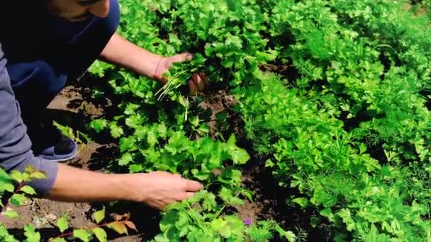 Un homme récolte de la coriandre dans le jardin. Concentration sélective. — Video